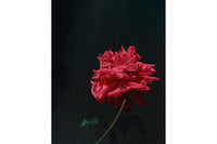 Floral Rose Imagery Red Wallpaper Mural