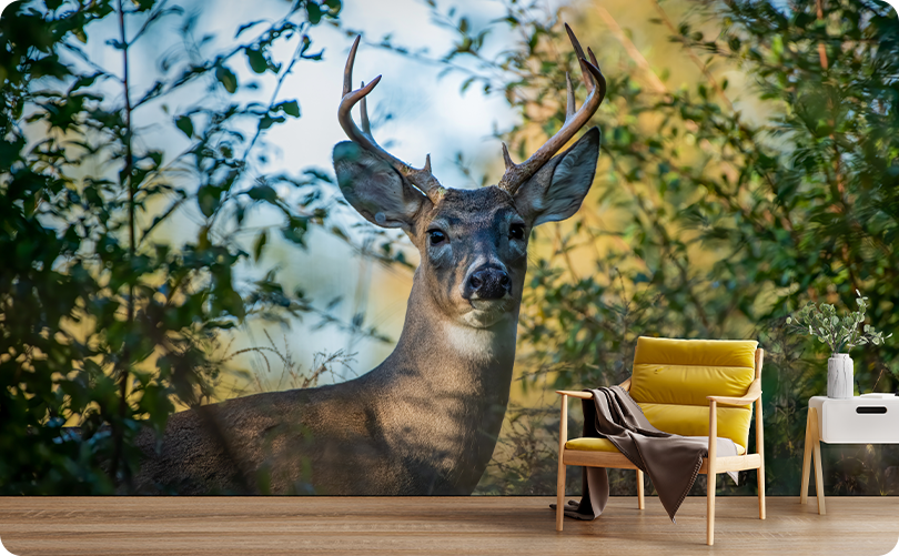 Animal Deer Wallpaper Mural