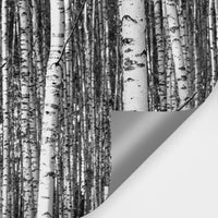 Forest Black and White Tree Wallpaper Mural