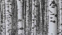 Forest Black and White Tree Wallpaper Mural